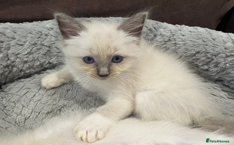 Ragdoll cats - Advert 10