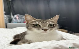 American Shorthair cats for sale: Beautiful tabby cat for sale - Advert 2