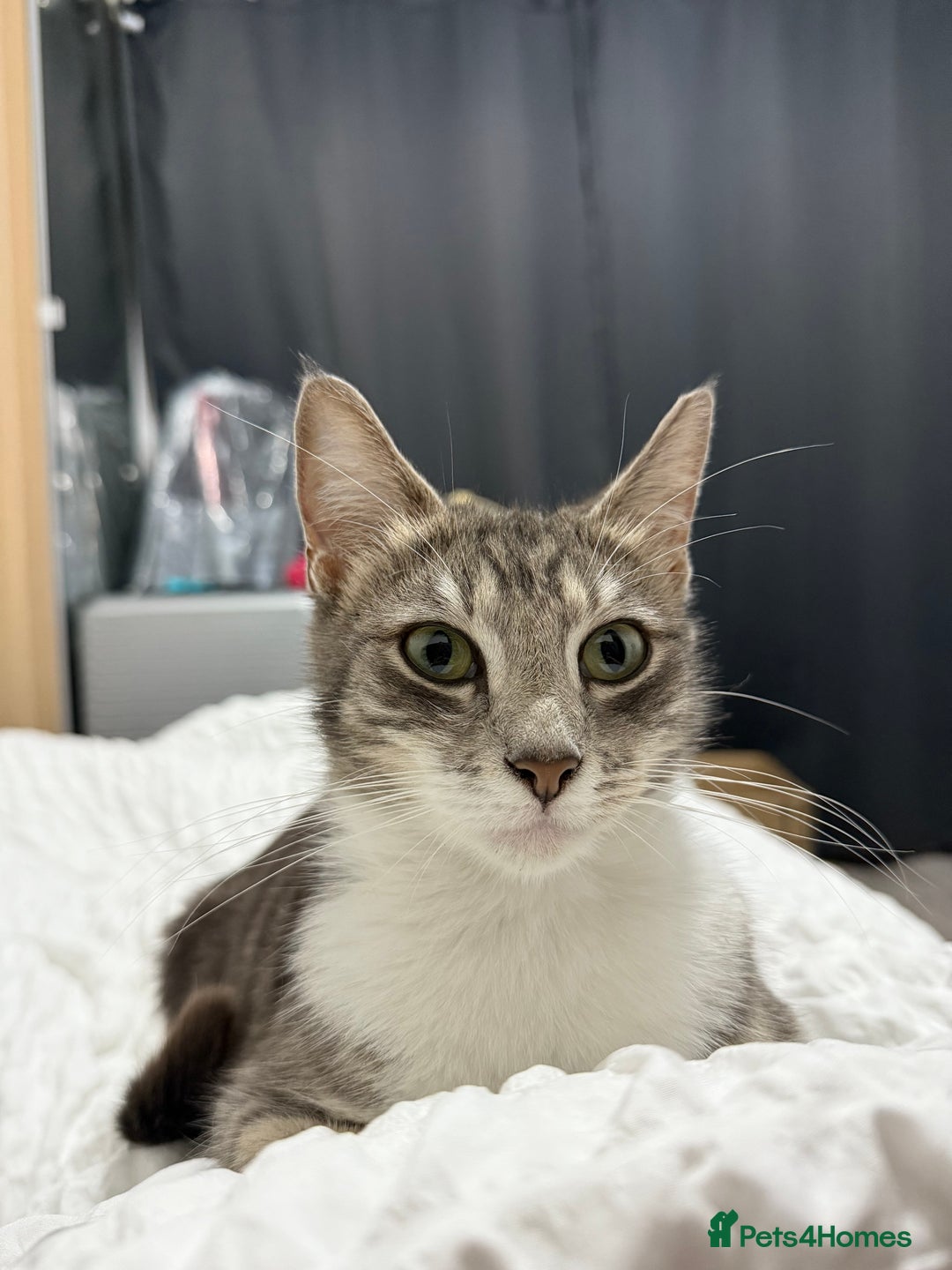 American Shorthair cats for sale: Beautiful tabby cat for sale - Advert 2