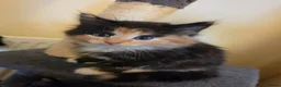Mixed Breed cats for sale: 3 beautiful kittens - Advert 16