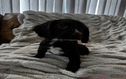 Sprocker dogs for sale: Health Tested- Chocolate Sprocker Puppies 🐻  in Bishop Auckland - Image 11