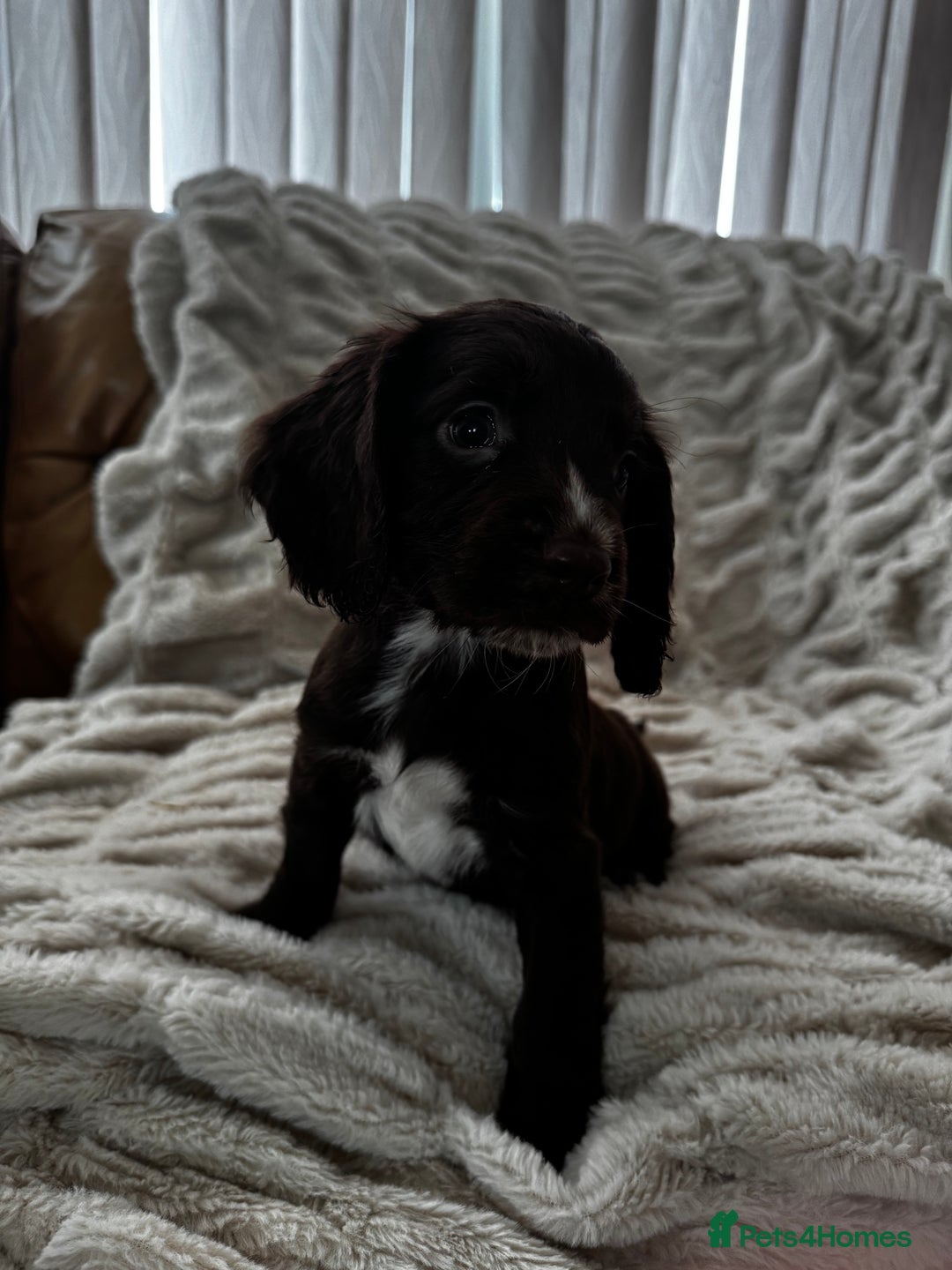 Sprocker dogs for sale: Health Tested- Chocolate Sprocker Puppies 🐻  in Bishop Auckland - Image 11