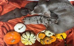 Miniature Dachshund dogs for sale: Miniature dachshund  - Image 5