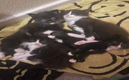 Mixed Breed cats for sale: Three long hair one short tuxedo kittens - Image 14