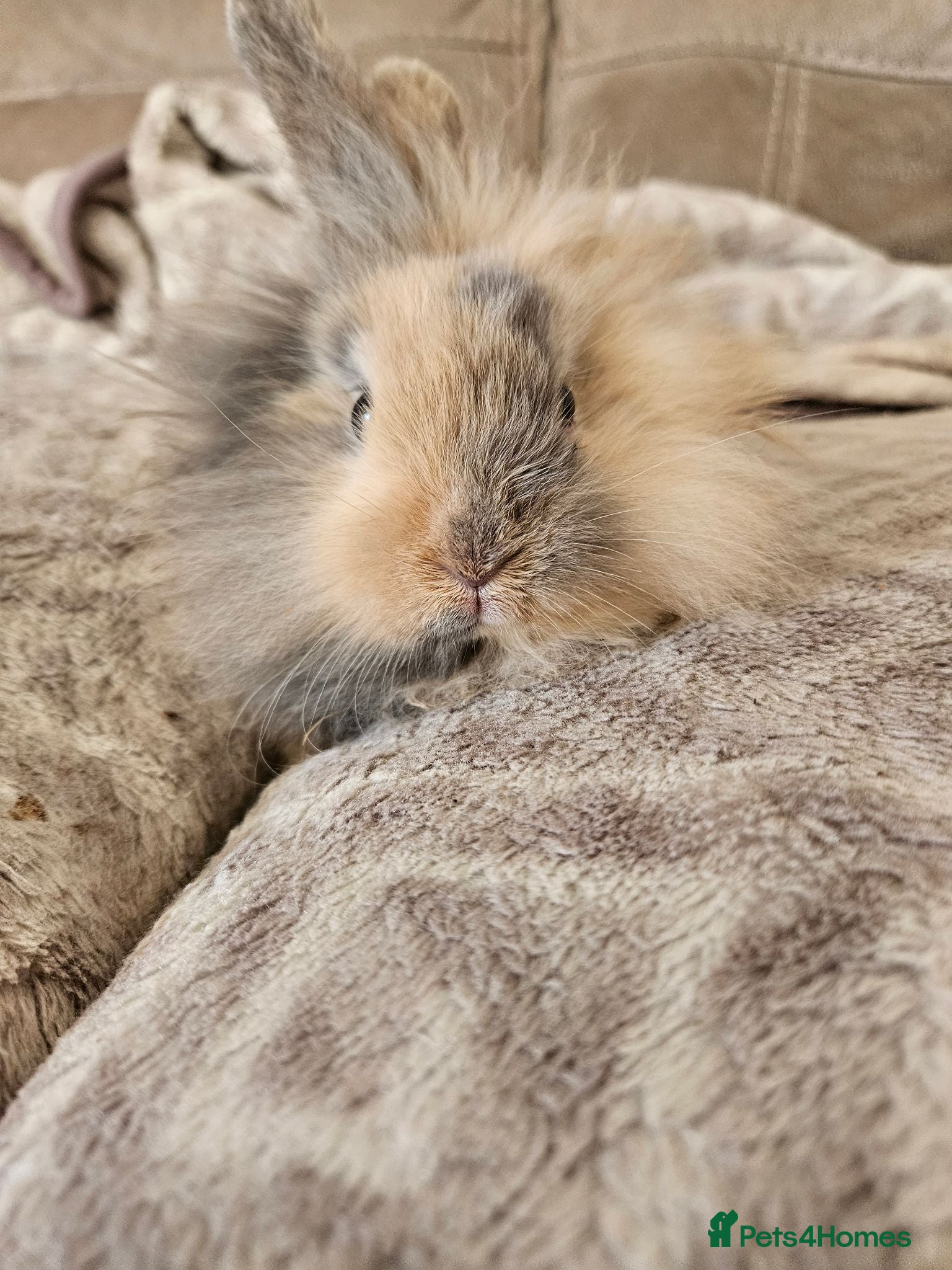 Mini Lion Lop rabbits Mini lion lop doe  - Advert 2