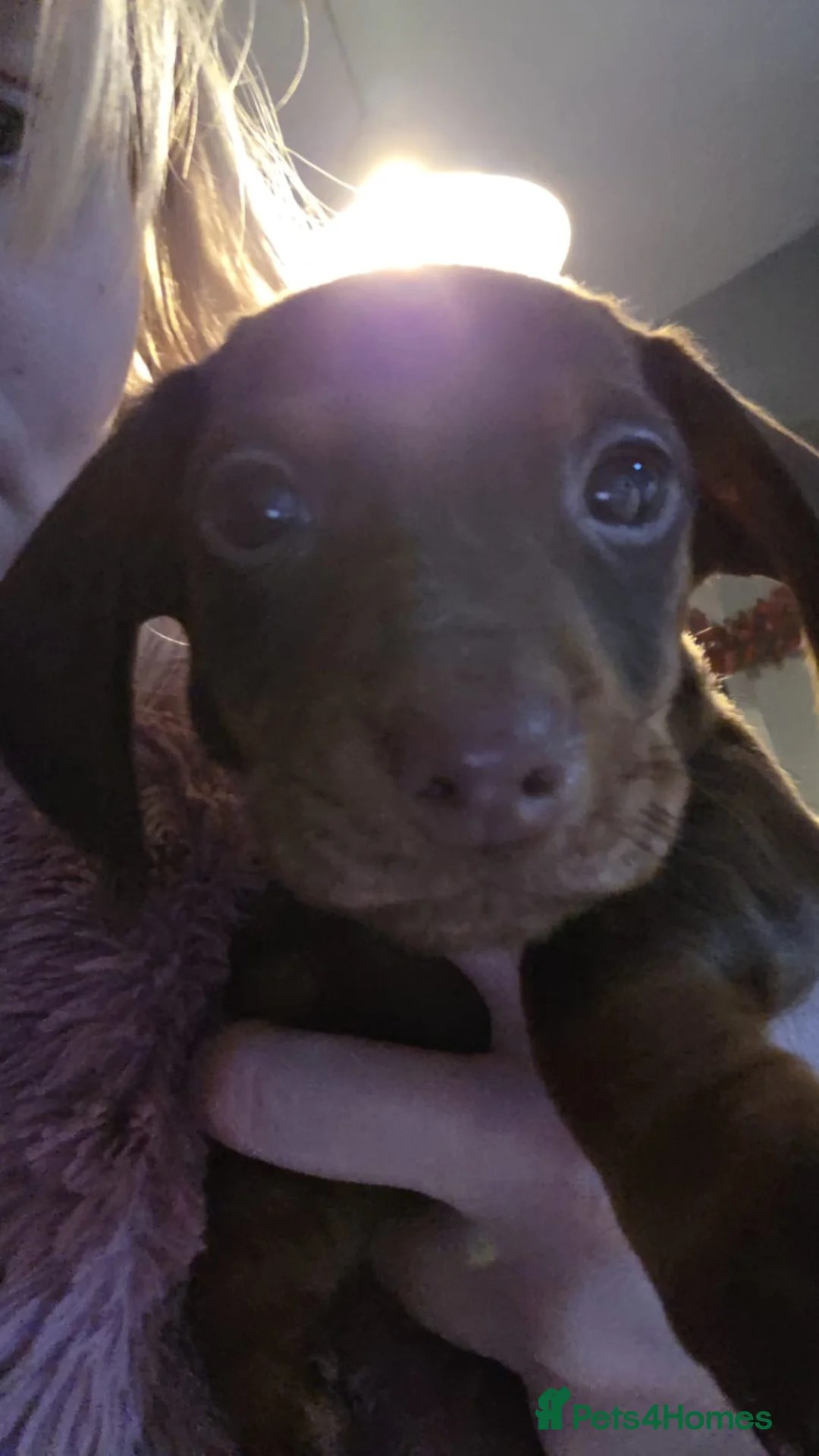 Miniature Dachshund dogs for sale: Miniature Dachshund - Advert 3