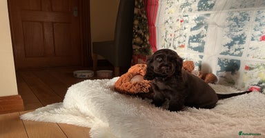 Cocker Spaniel dogs KC Reg Show Cocker Ext health tested - Advert 2