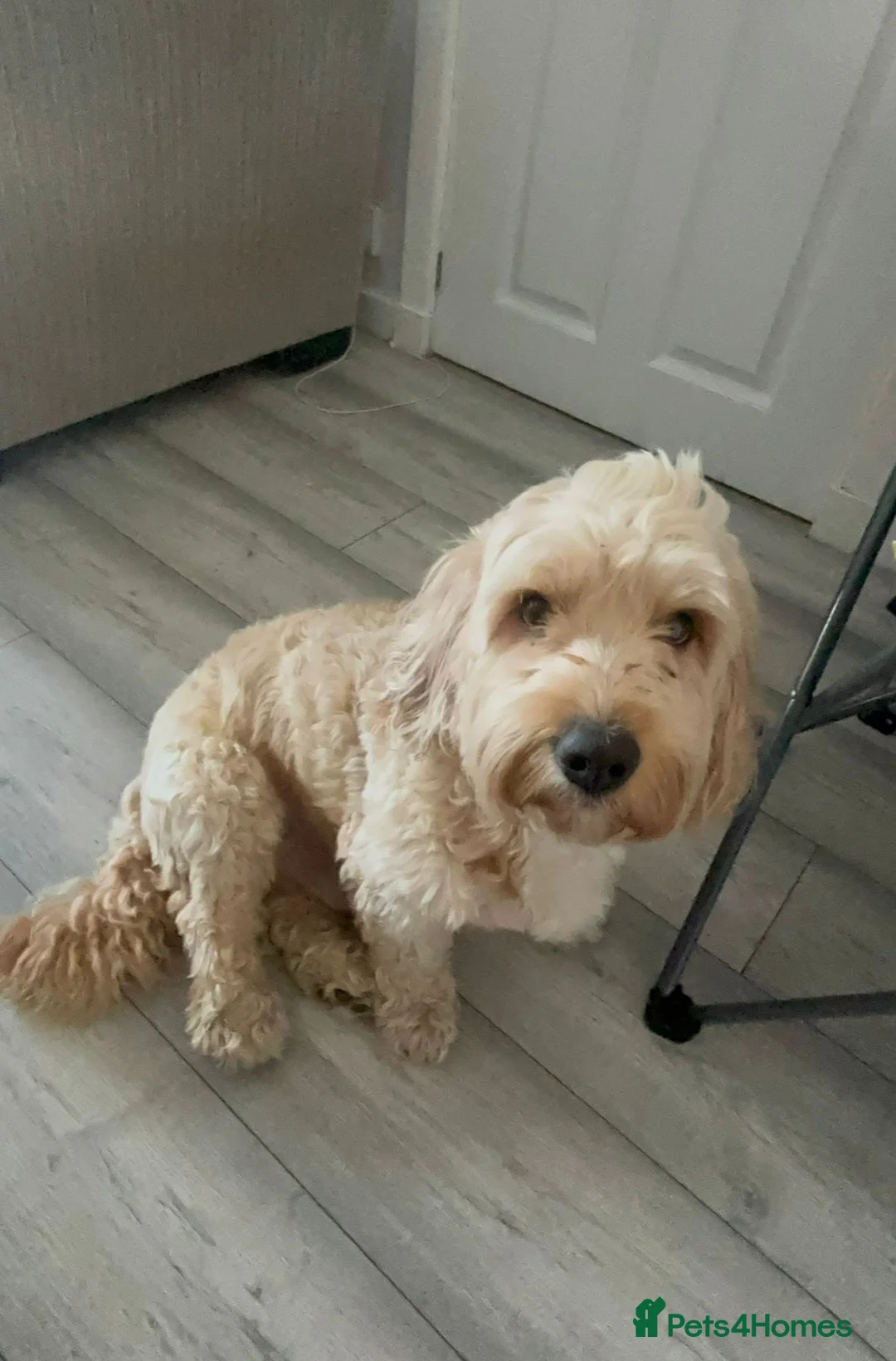 Cockapoo dogs for sale: Home Raised Stunning Cockapoo Puppies  in Clydebank - Advert 13