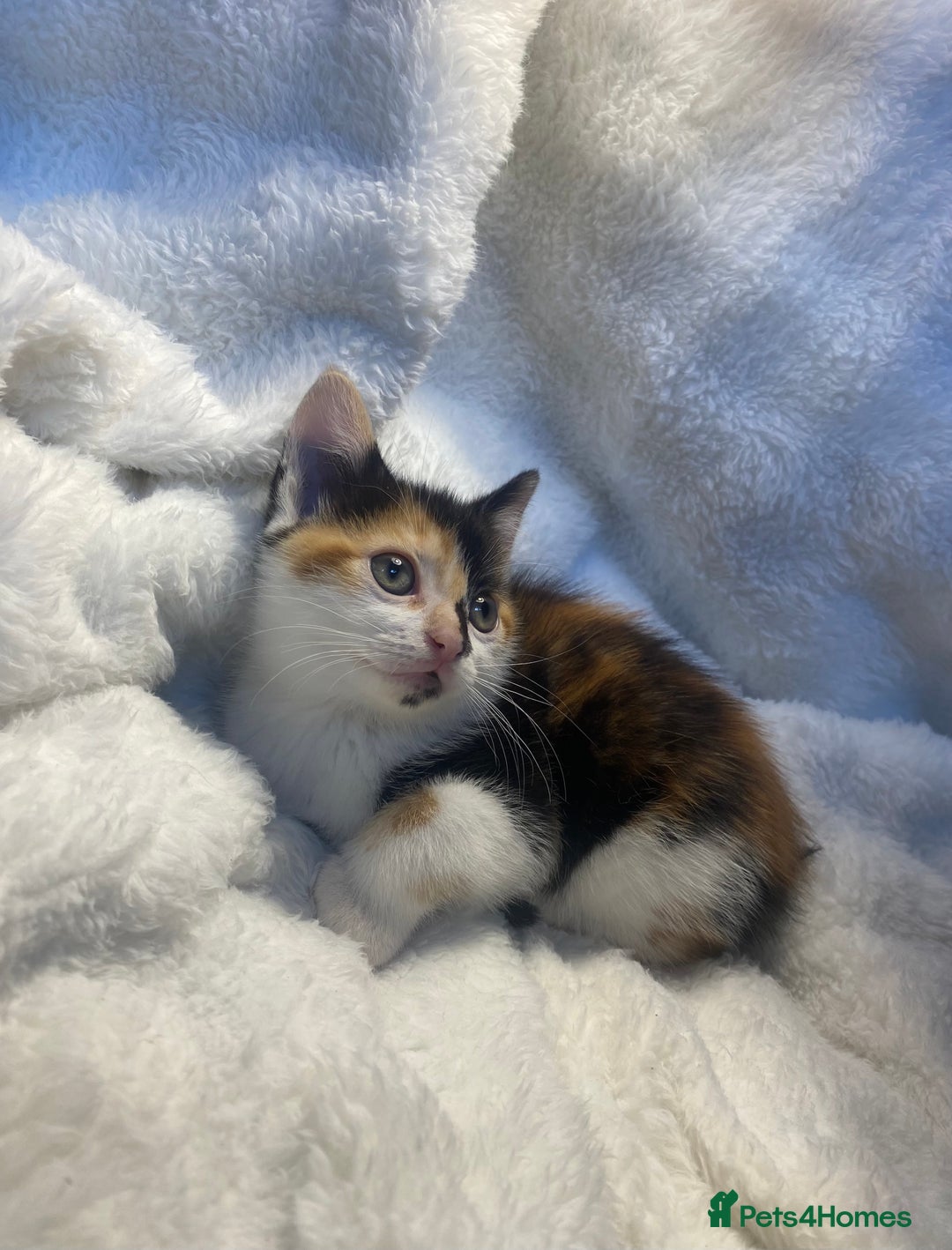 Mixed Breed cats for sale: Tortoiseshell Kitten Ready For Its New Home 🏡 - Advert 3