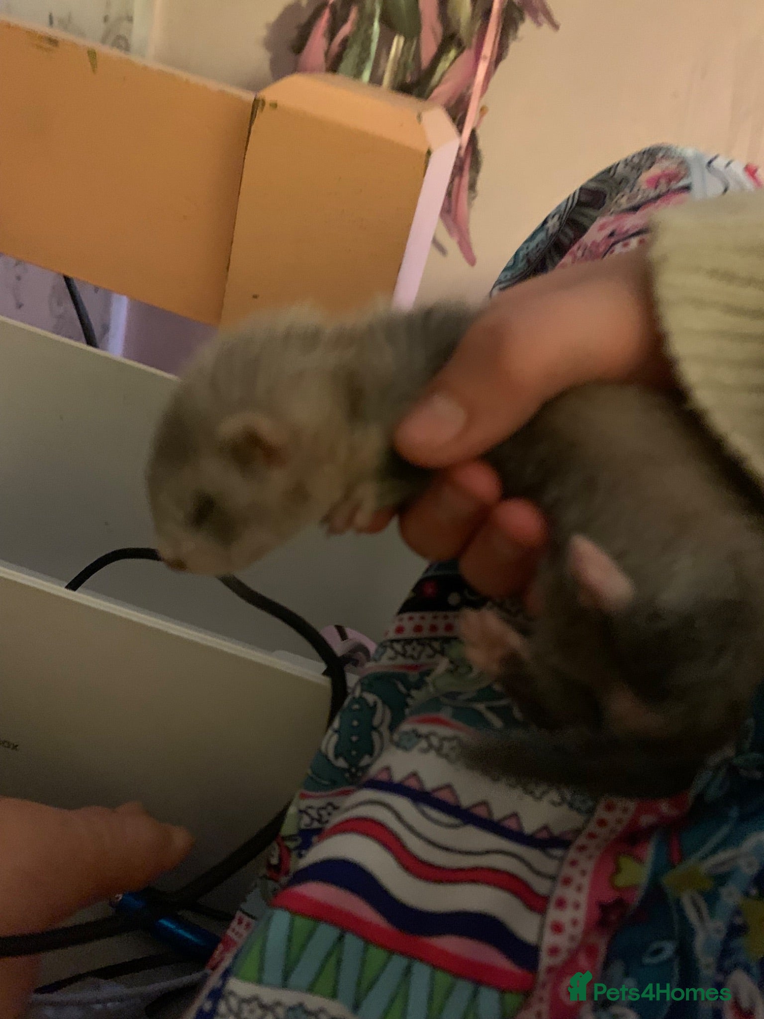 Ferret rodents Baby ferret - Advert 18