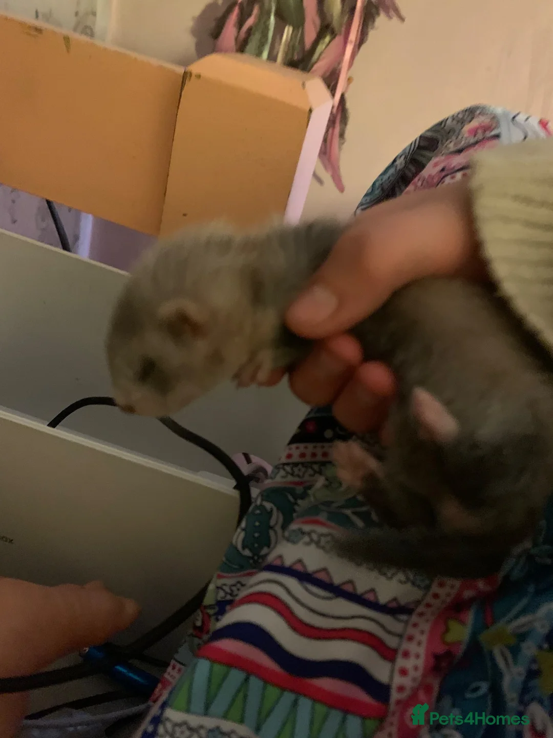Ferret rodents for sale: Baby ferret in Barton-upon-Humber - Advert 1