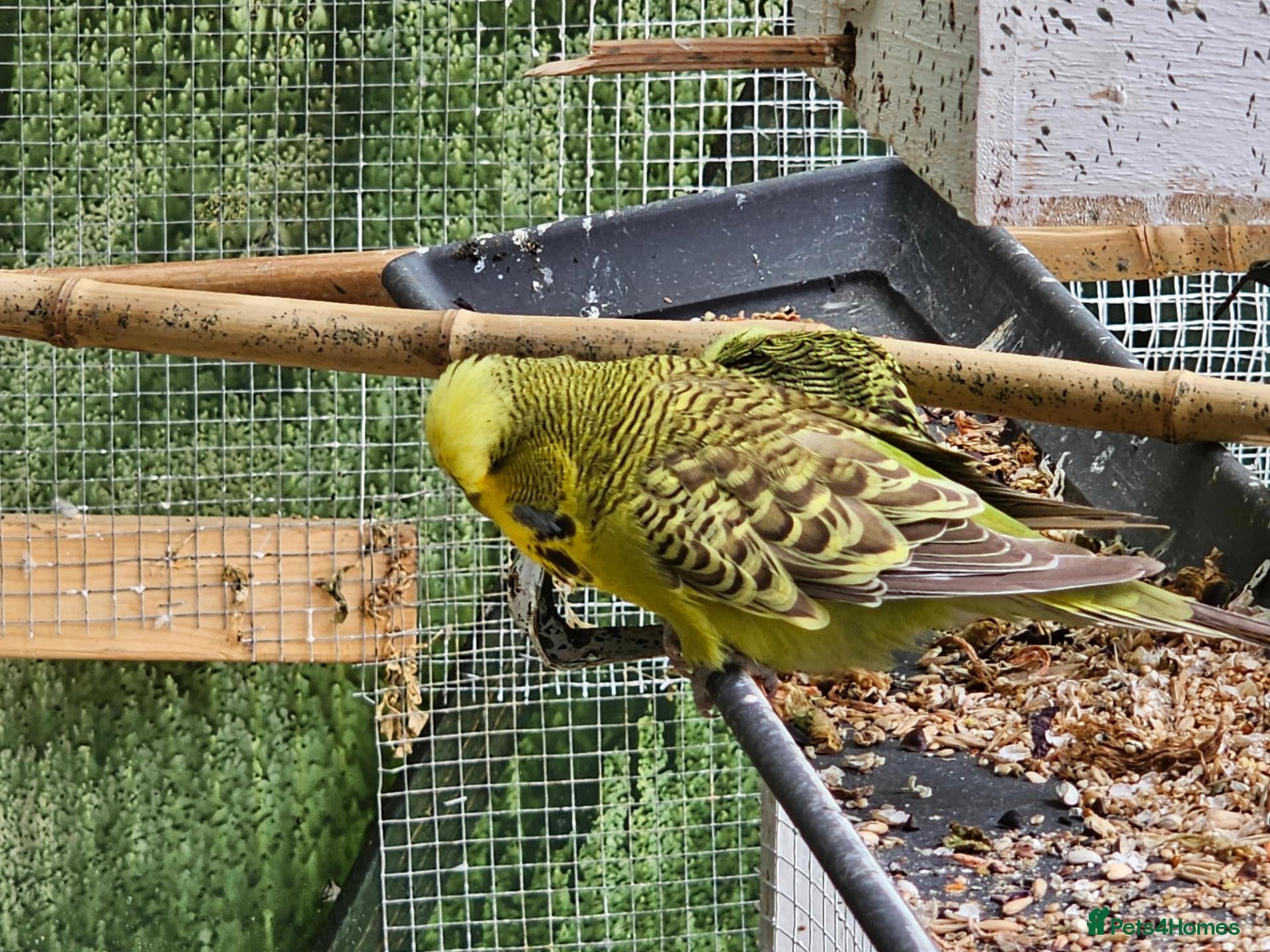 Budgerigars birds exhibition Budgies, - Advert 17