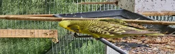 Budgerigars birds for sale: exhibition Budgies, - Advert 1