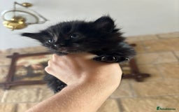 Maine Coon cats for sale: Maine Coon Mix Kittens - Image 2