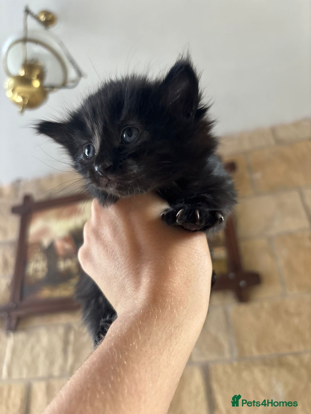 Maine Coon cats for sale: Maine Coon Mix Kittens - Image 2