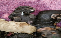 Cocker Spaniel dogs for sale: 8 AMAZING KC REG WORKING COCKER SPANIEL PUPPIES - Image 20