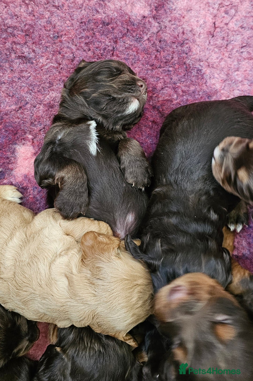 Cocker Spaniel dogs for sale: 8 AMAZING KC REG WORKING COCKER SPANIEL PUPPIES - Image 20