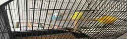 Parrots birds for sale: 2 handfed budgies & cage - Advert 5