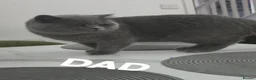 British Shorthair cats for sale: Beautiful British Shorthair Longhair Kittens TICA - Advert 14