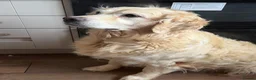Golden Retriever dogs for sale: 5 year old kc reg fully health tested female  - Advert 4