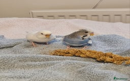 Budgerigars birds for sale: Bonded pair of budgies, 8 months old, male&female  - Image 1