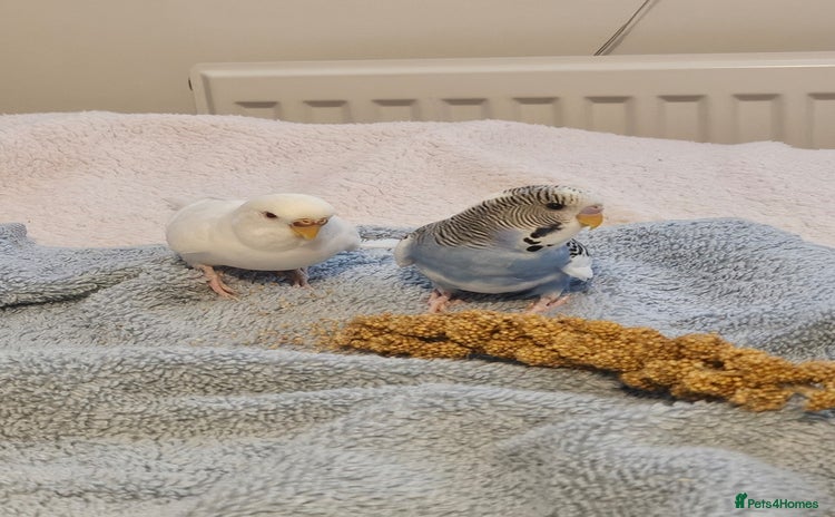 Budgerigars birds - Advert 1