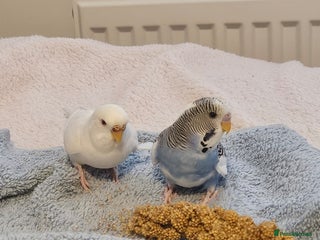 Budgerigars birds - Advert 3
