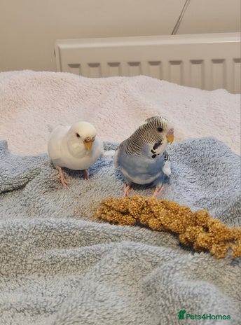 Budgerigars birds - Advert 1