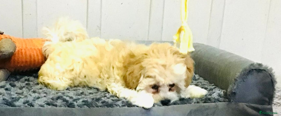 Maltipoo dogs for sale: TWO MINI MALTIPOO GIRLS ~ READY NOW  - Image 6