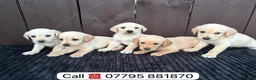 Goldador dogs for sale: Goldador puppies 9 available  - Advert 25
