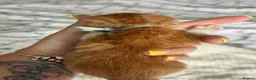 Mixed Breed cats for sale: 2 gorgeous ginger kittens - Advert 6