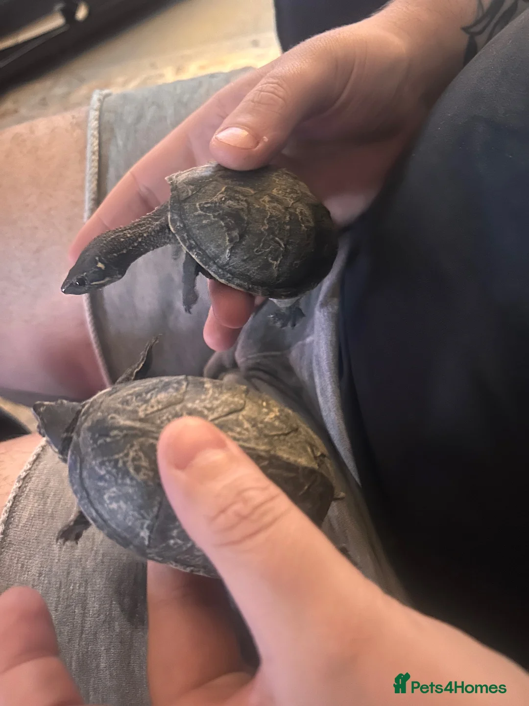 Turtle reptiles for sale: Male and female musk turtles  in Hull - Advert 2