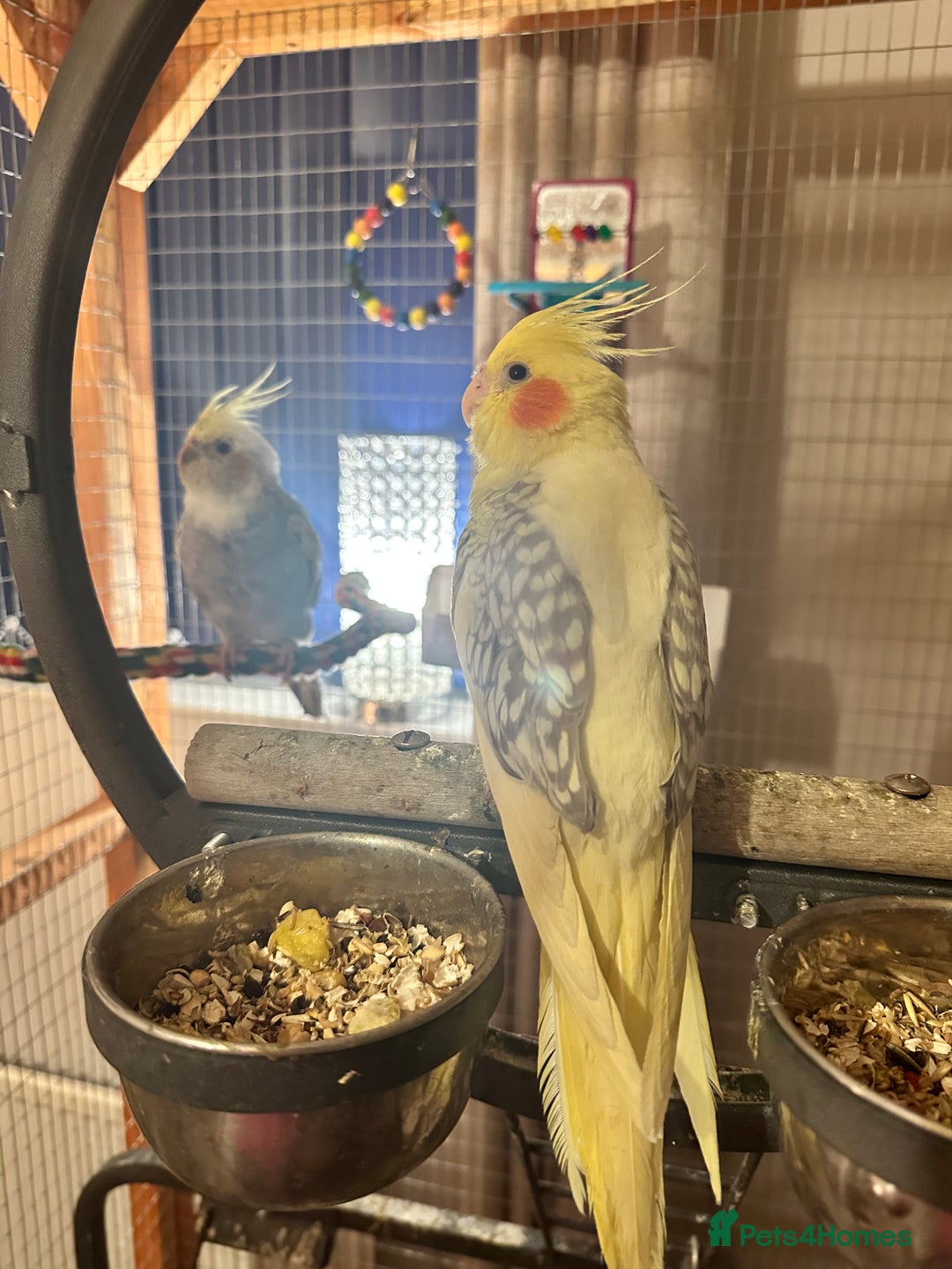 Cockatiels birds for sale: Cockatiels all tame - Image 9