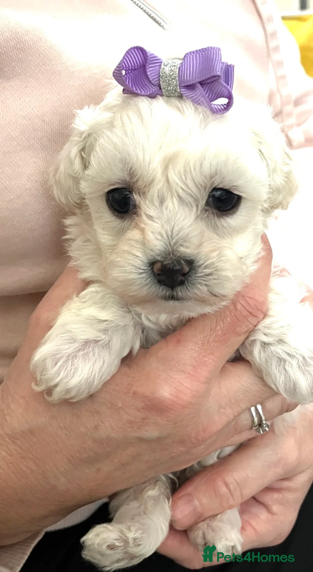Maltipoo dogs for sale: 🐾Maltipoo Puppies🐾 in Abingdon - Advert 12