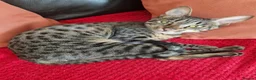 Savannah cats for sale: 2 female savannahs  - Advert 4