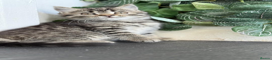 Persian Kitten 1