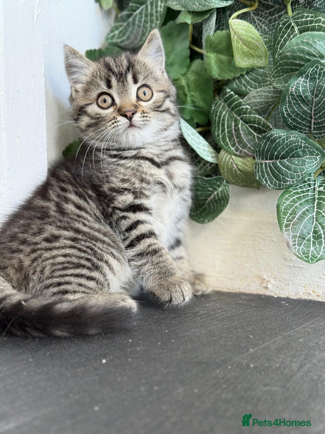 Persian cats for sale: 3 Stunning Female Kittens for Sale  - Image 19