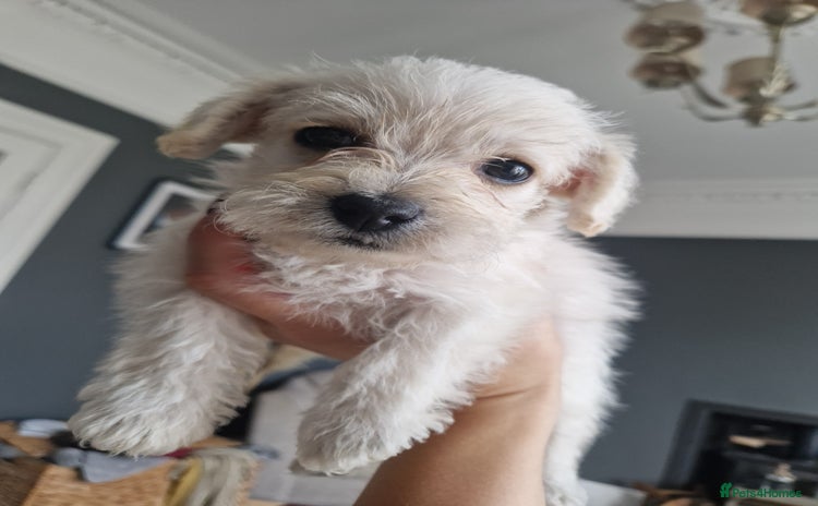Mixed Breed dogs - Advert 1