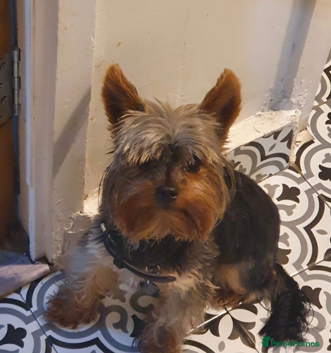 Yorkshire Terrier dogs for stud: Small Yorkie for Stud in Birmingham - Image 1