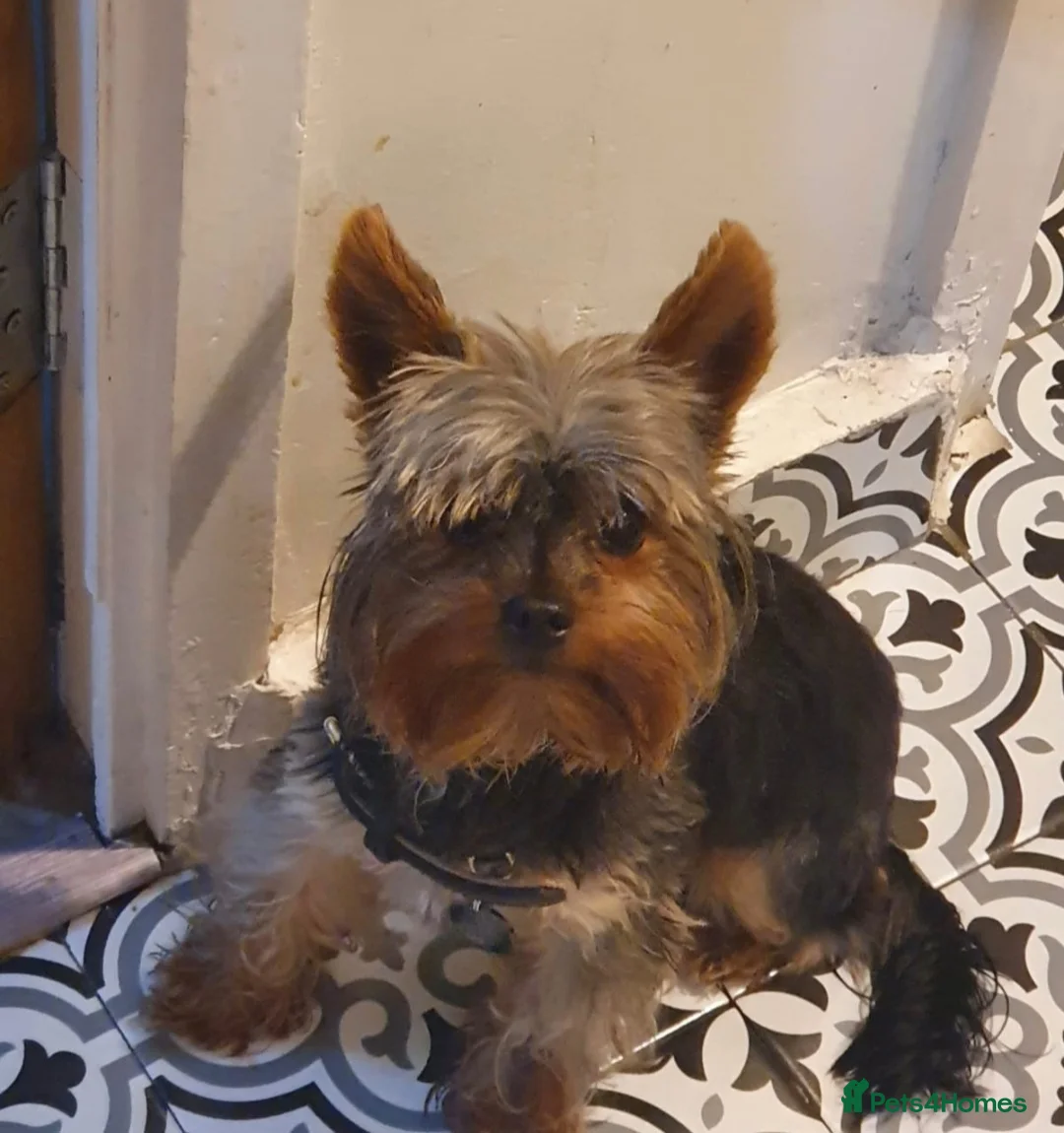 Yorkshire Terrier dogs for stud: Small Yorkie for Stud in Birmingham - Advert 1