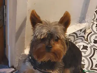 Yorkshire Terrier dogs Small Yorkie for Stud in Birmingham - Advert 11