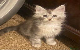 Maine Coon cats for sale: Ready 22.11.2025 - Advert 5