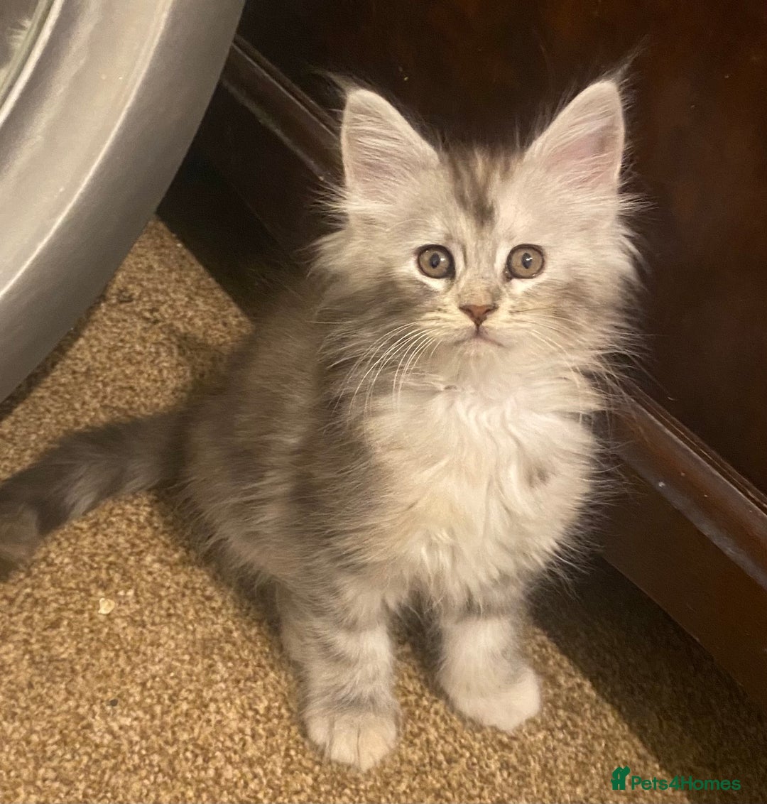 Maine Coon cats for sale: Ready 22.11.2025 - Advert 5