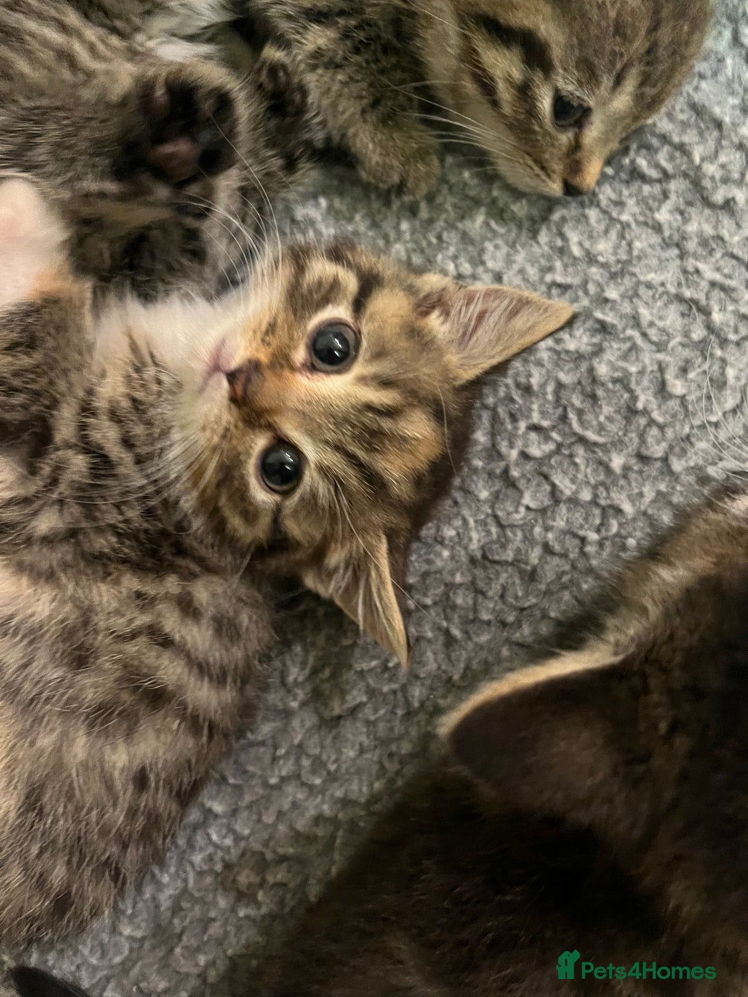 Mixed Breed cats for sale: Adorable mixed breed kittens  - Advert 9