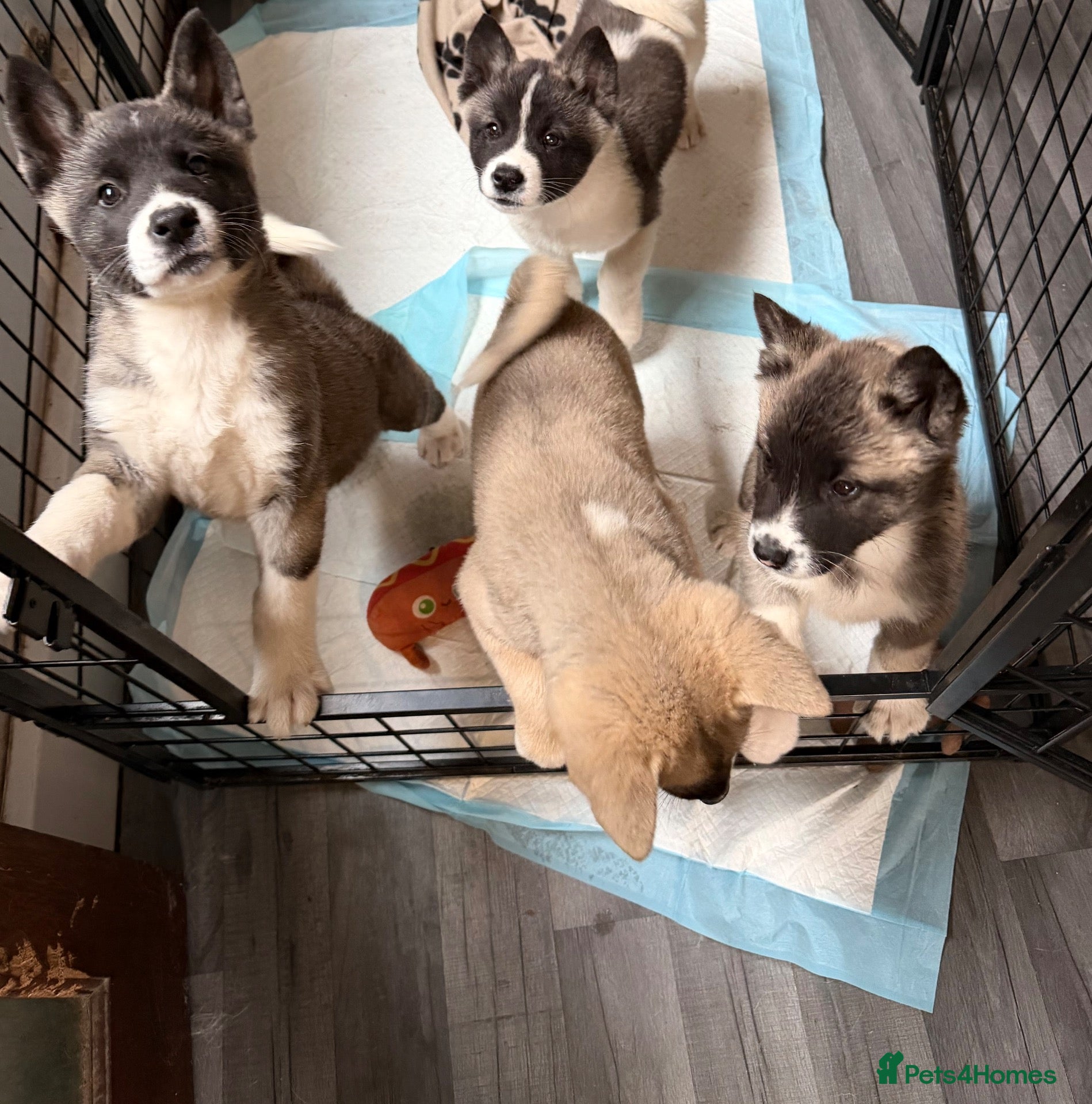Akita dogs American Akita Puppies (Ready to leave) - Advert 3