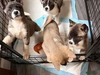 Akita dogs American Akita Puppies (Ready to leave) - Advert 3