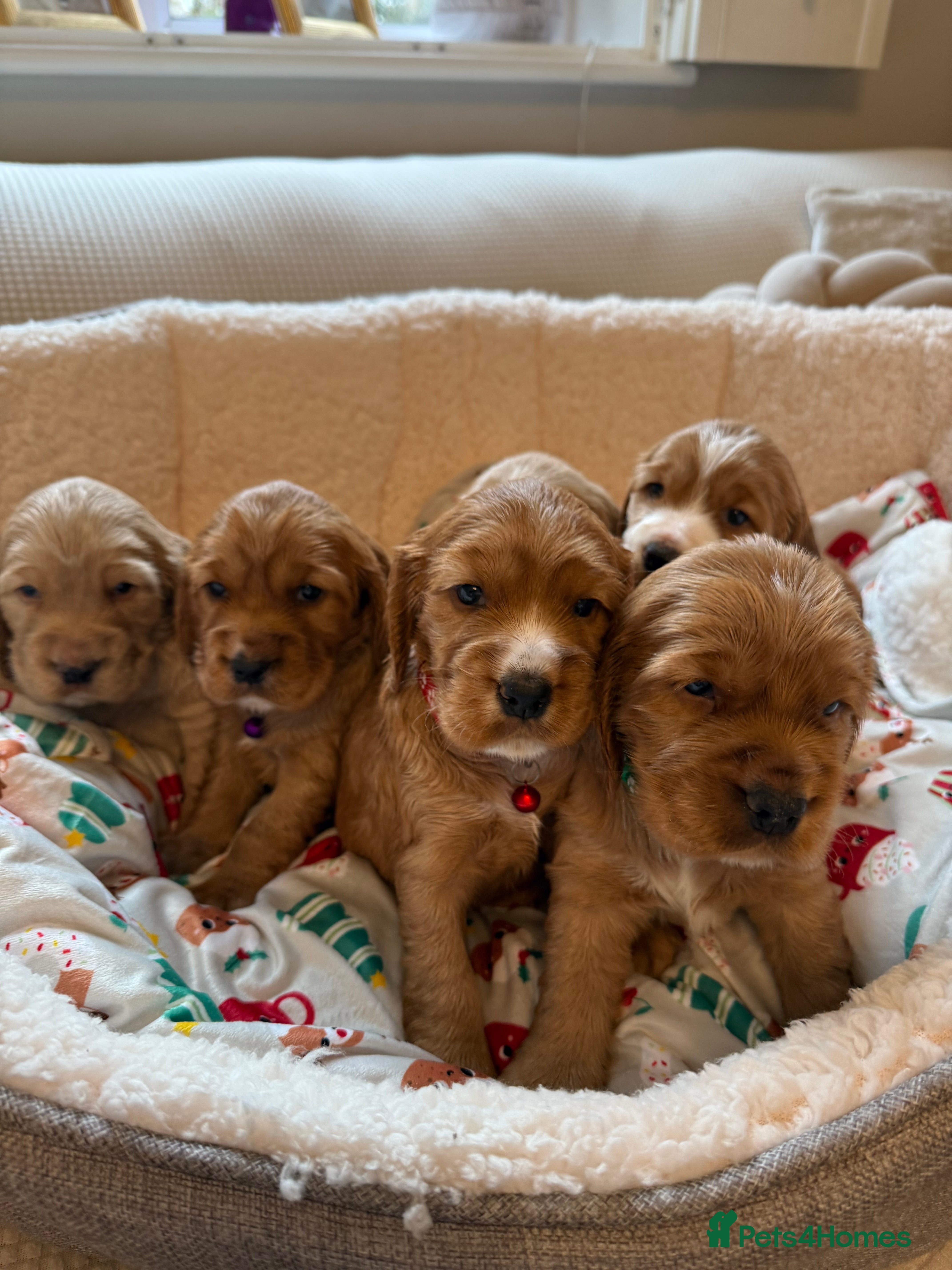 Cocker Spaniel dogs Beautiful Gold English cocker spaniels  - Advert 16