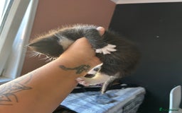 Mixed Breed cats for sale: Part Siamese kittens for sale - Image 9