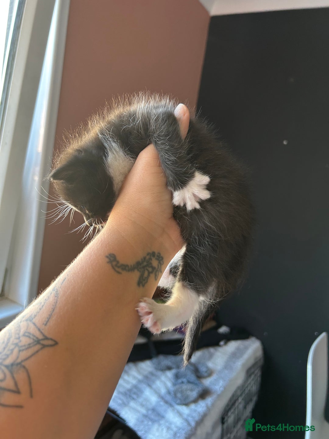 Mixed Breed cats for sale: Part Siamese kittens for sale - Image 9