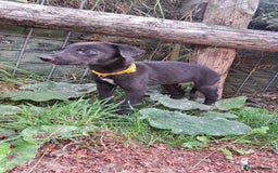 Greyhound dogs for sale: 💙READY TO GO💙 1 pup left - Irish Greyhound  - Image 4